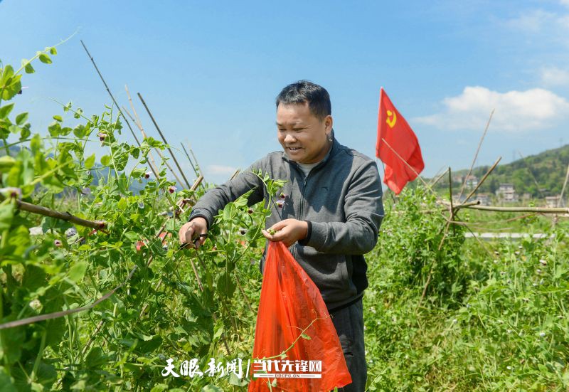 天柱县委书记陆再义到凤城大坝采摘豌豆时强调:聚焦产业"八要素"用活"