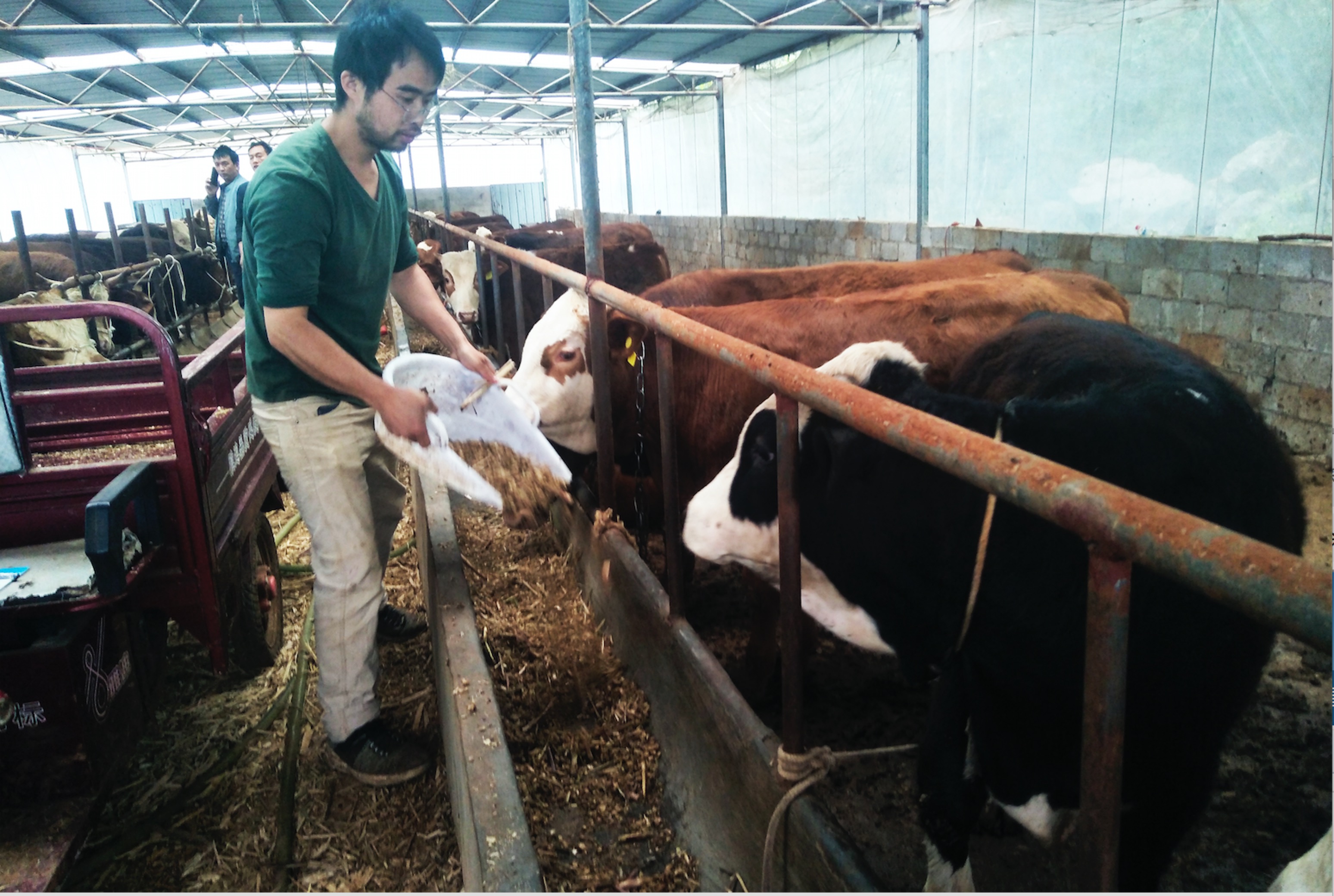 义龙新区:种草养牛助脱贫