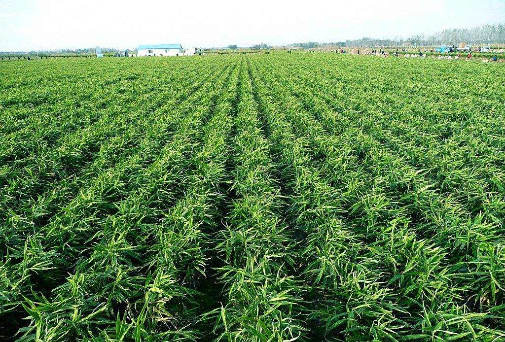 想要提高生姜种植的产量,苗期管理尤为重要,这4点值得收藏!