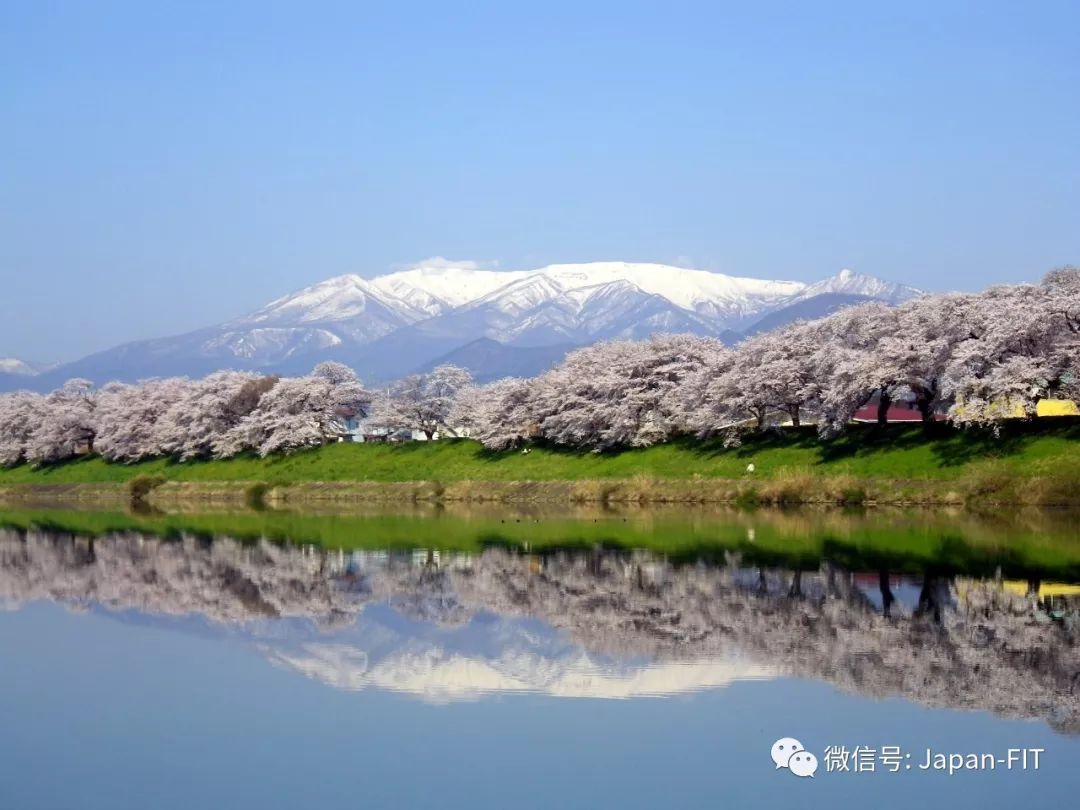 秋田 角馆的垂枝樱树