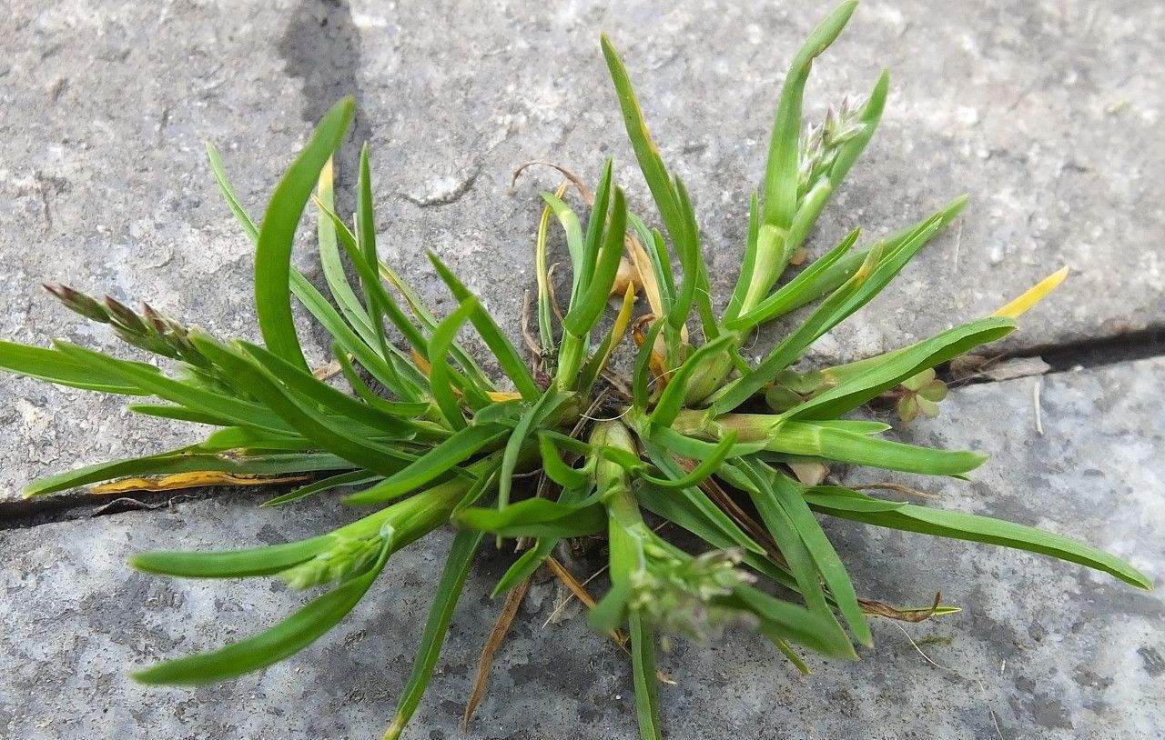 有时候运气好可以找到花茎比较粗的"将军草,就会迫不及待的让其他小