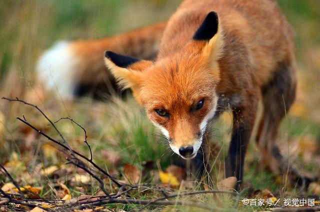 赤狐是什么狐狸,你知道吗?