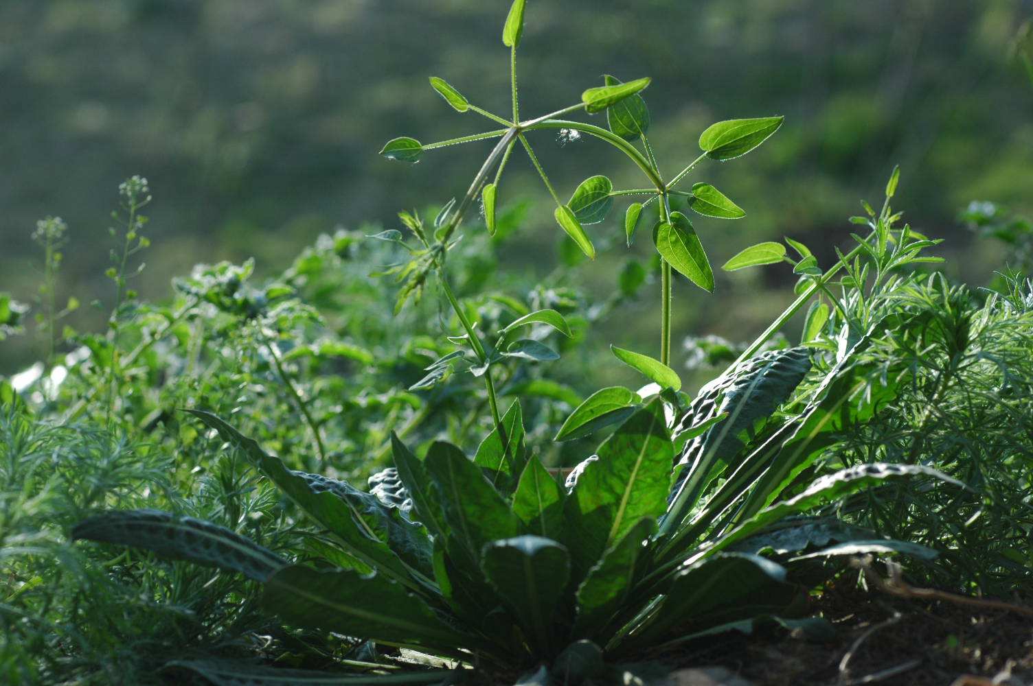 茜草生长环境图片