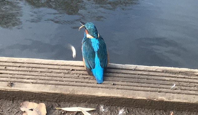 英国一翠鸟"劫持"钓鱼竿 借机抓鱼当晚餐