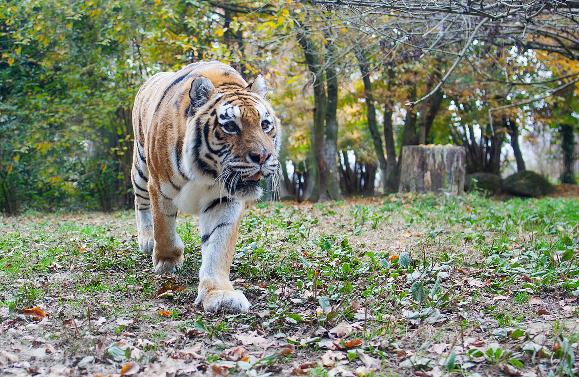 镜头里的春天#  春色撩心,万物复苏的季节里,大连老虎滩极地馆成为了