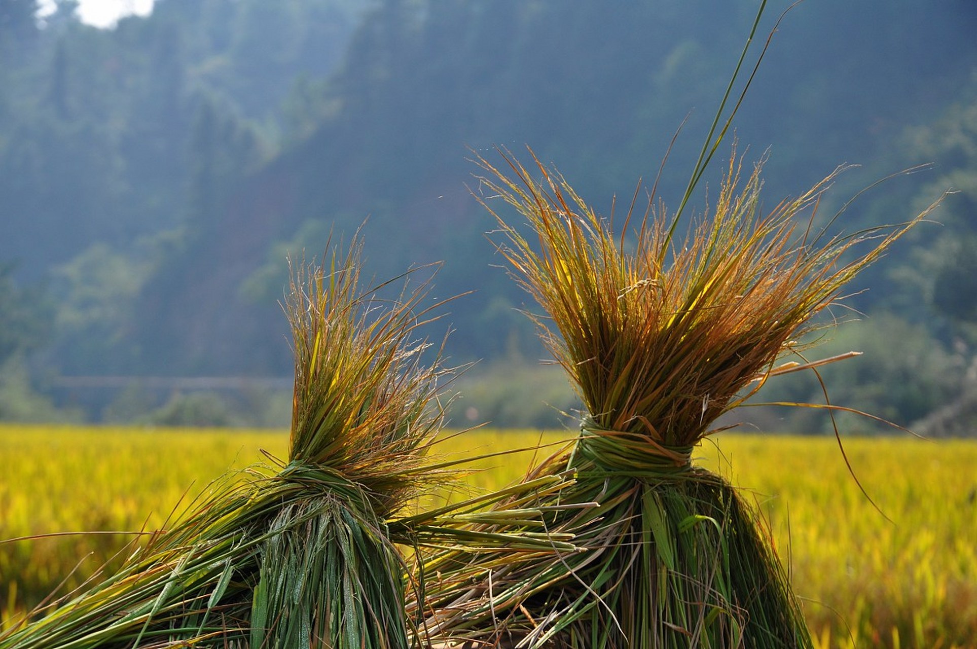 风吹过来,稻田泛起一片片涟漪.#自然趣图