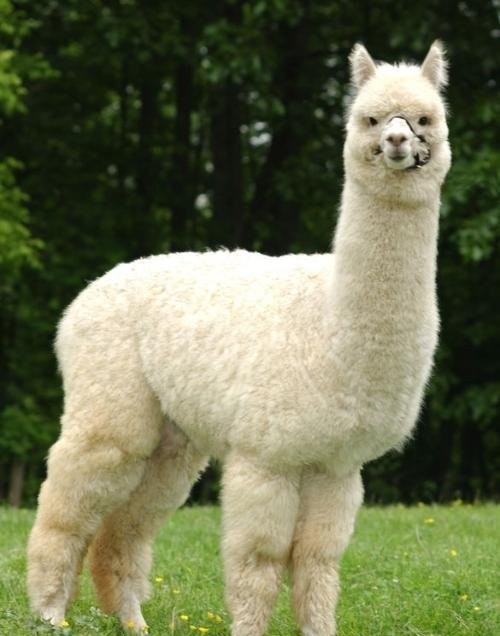 羊驼新模式解锁,麻烦你别笑出声来