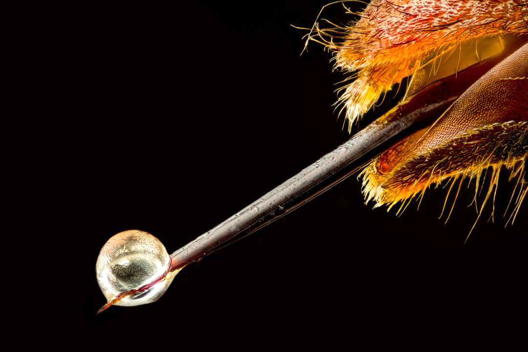 超近距离的观察大黄蜂的毒刺,末端就是毒液,这也是他们唯一的武器