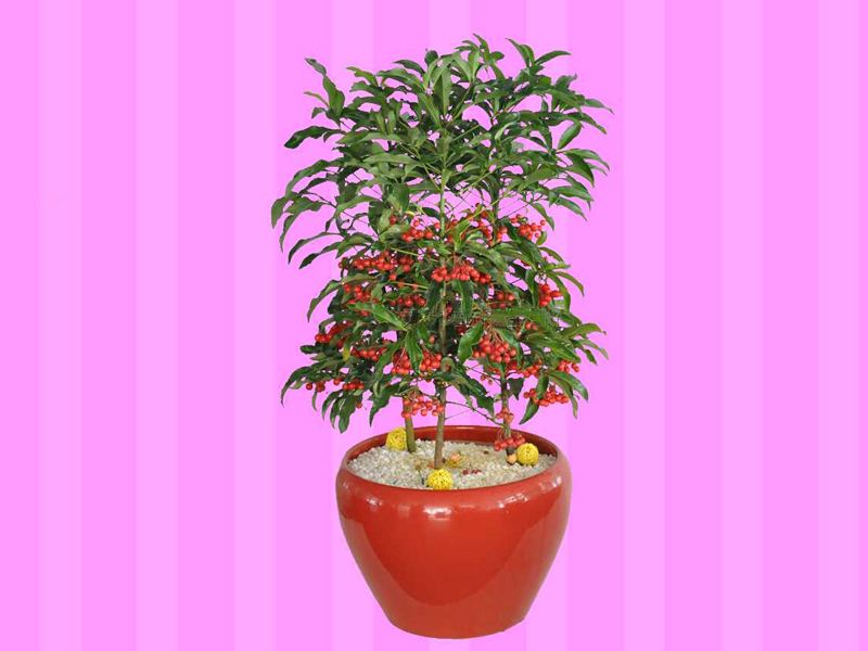 八爪金龙用于治咽喉痛肾炎水肿及跌打风湿等症