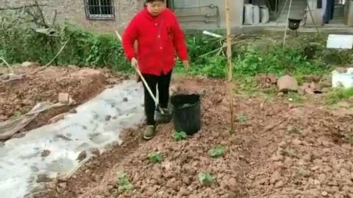 怎样妙用油渣浇菜