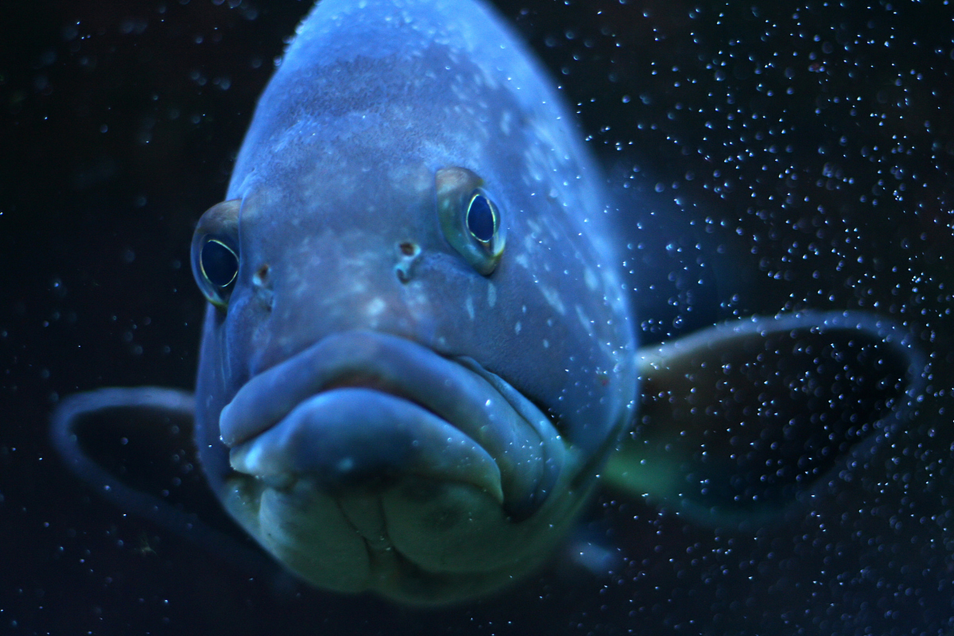 水滴鱼是一种深海鱼类,具有特殊生态特征,营养价值丰富但价格较高.