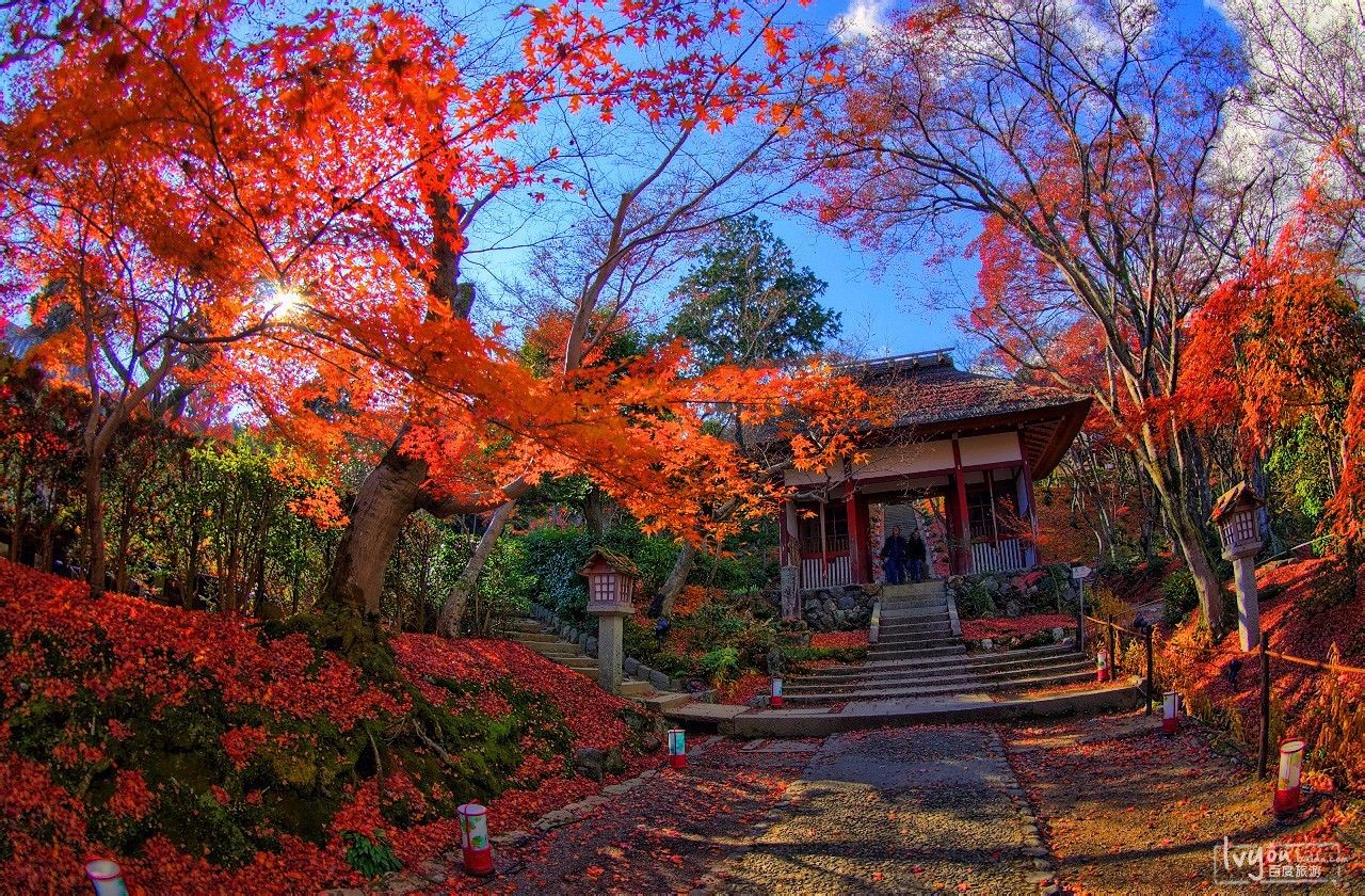 日本京都漫山遍野的枫叶带给你一个温暖的秋天