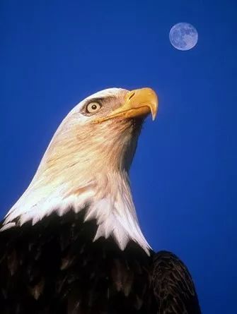 百城招募领头鹰,共享培训新机遇!