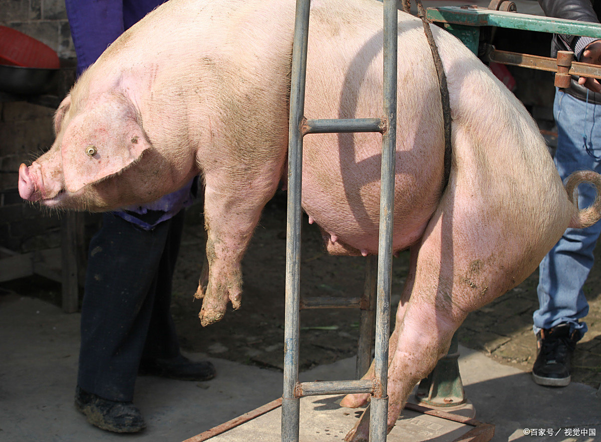 秤猪电子秤 - 2020年最新商品信息聚合专区 - 百度爱采购