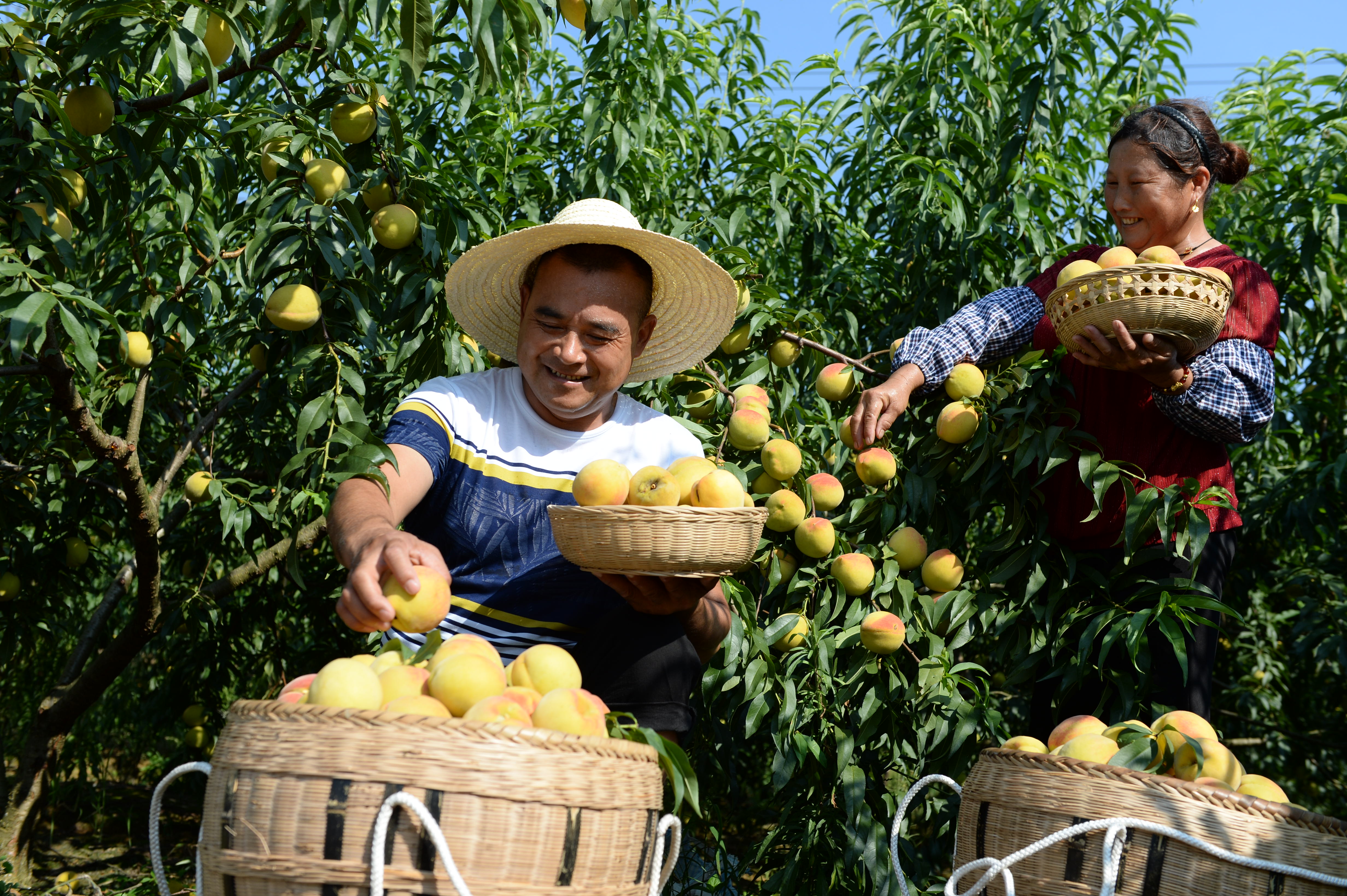 发展黄桃种植 带领乡亲致富(1)