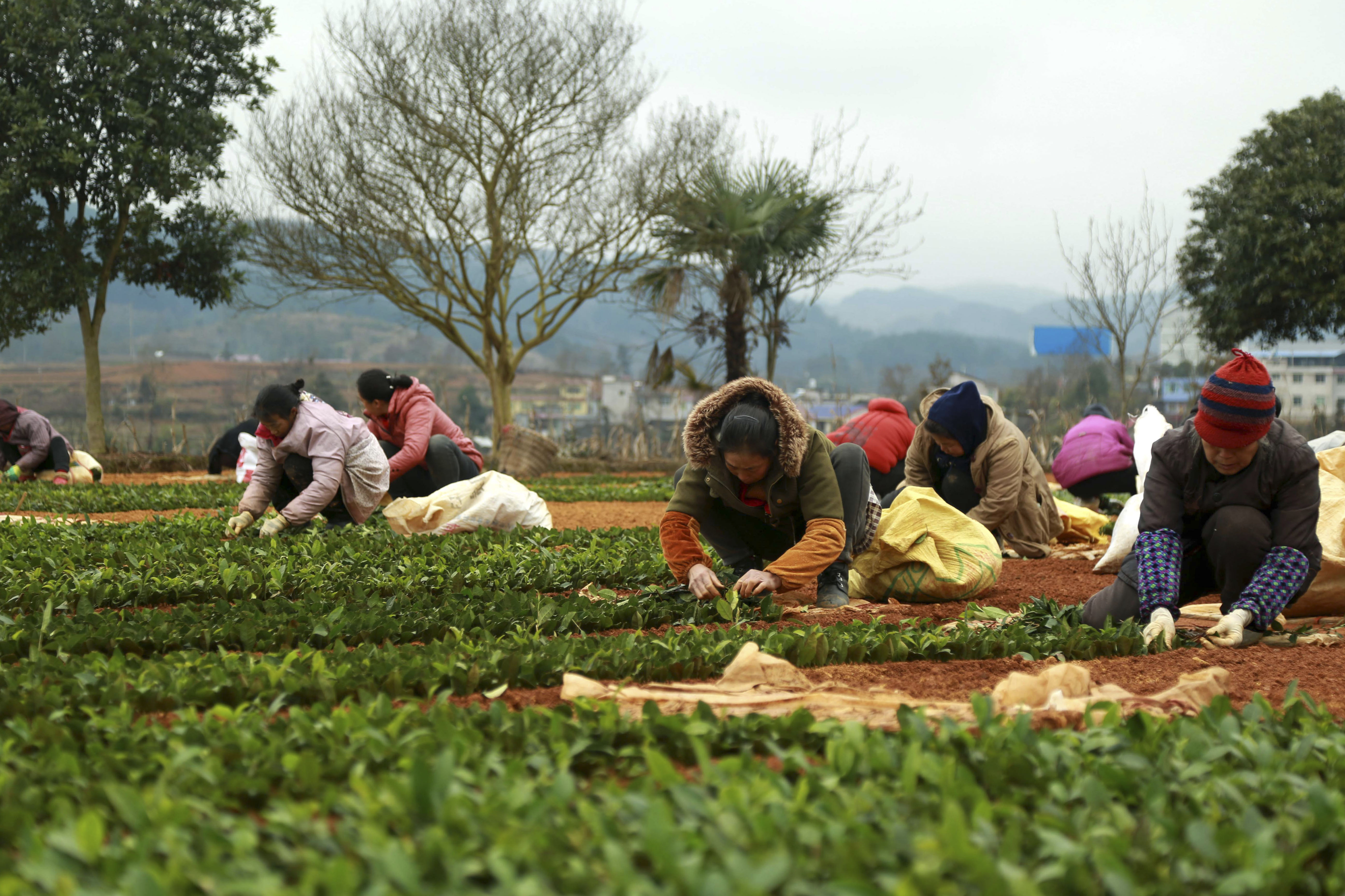 近日,在贵州省福泉市陆坪镇罗坳村,茶叶种植户抢抓时节平整土地