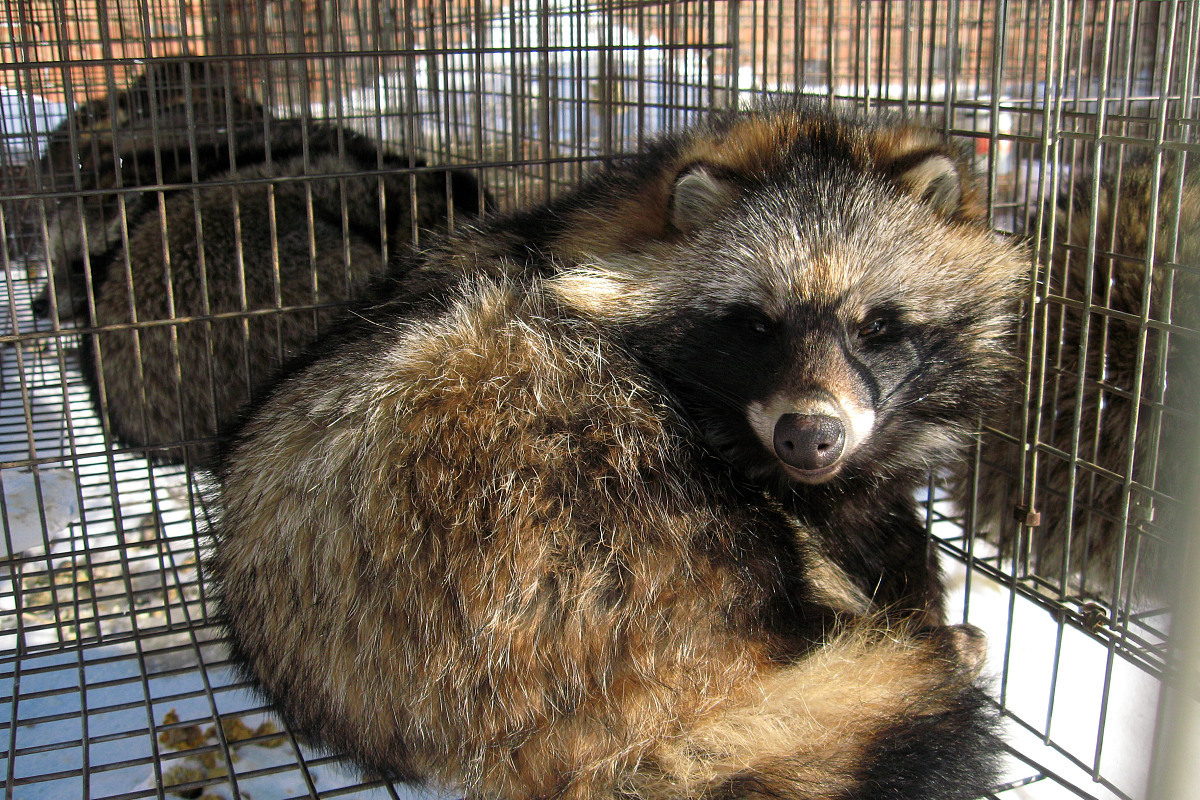 果子狸是一种生活在亚洲热带和亚热带地区的哺乳动物,其市场价受到