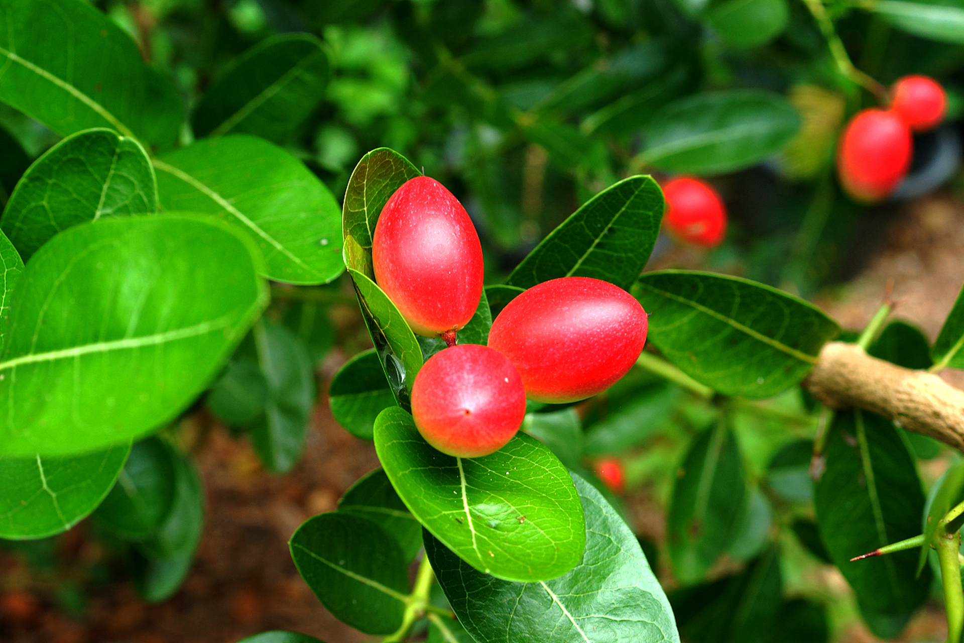 植物小知识(44)神秘果能让你吃啥都是甜的 神秘果