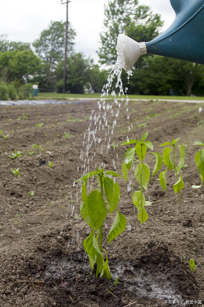 深圳龙华城管回应"暴雨天浇花",城市管理引发讨论 深圳龙华区城管在