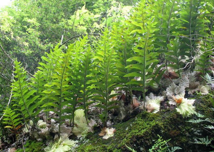 毛姜实际上是一种非常不错的中药材,能帮我们增强身体素质,除了治疗