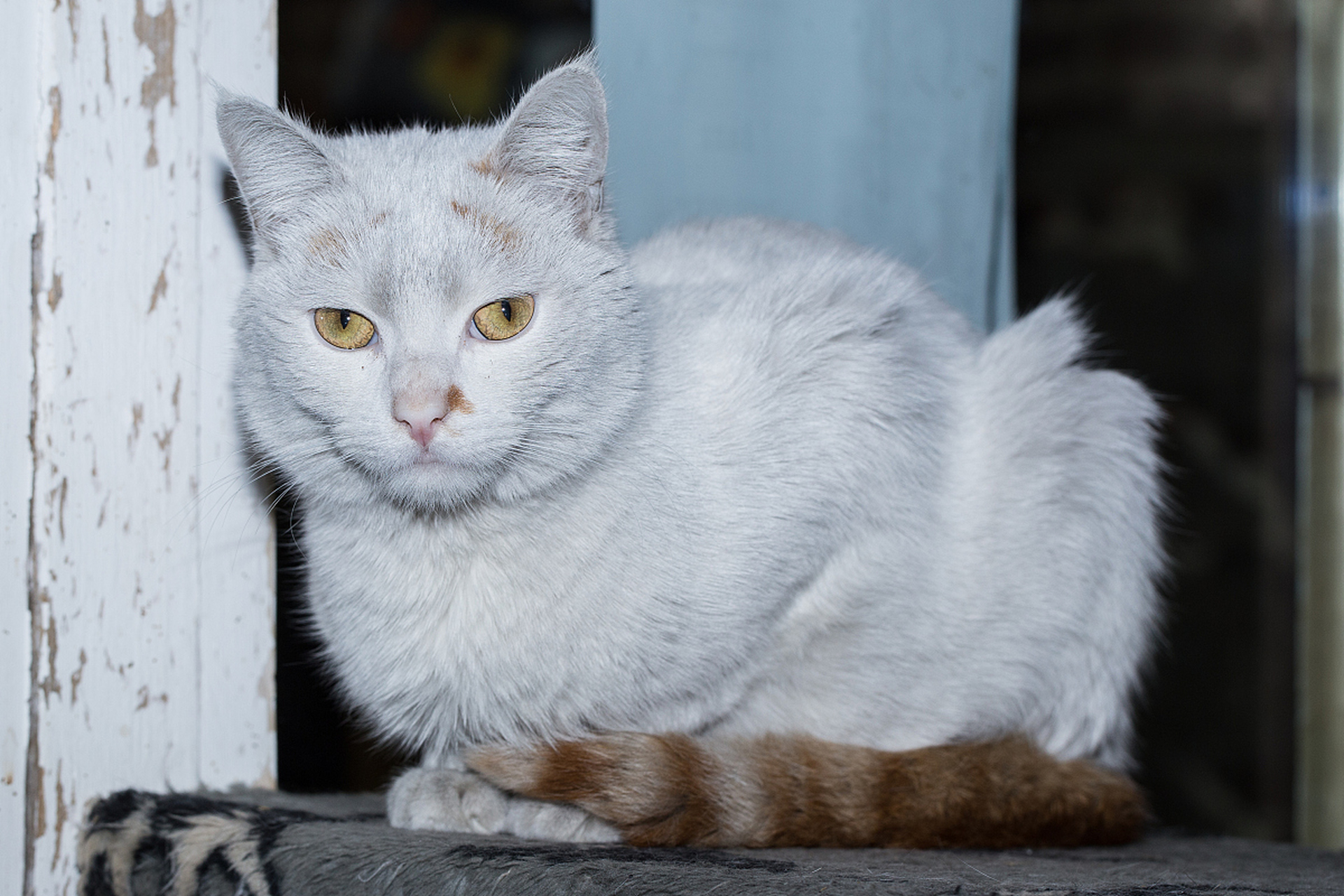 拉波卷毛猫在纯种猫中尤为罕见,它们不仅是美丽的