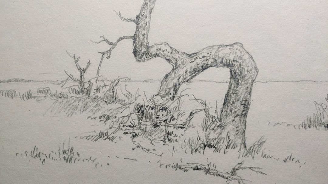 铅笔画素描速写(上):它用执著将对生命不悔的热爱发挥到了极致