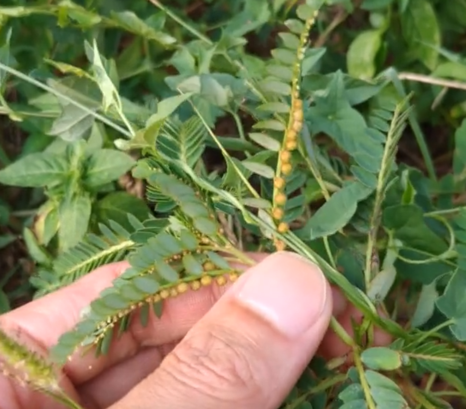 农村有这样一种野草,人称"十字珍珠草",药用价值还不错