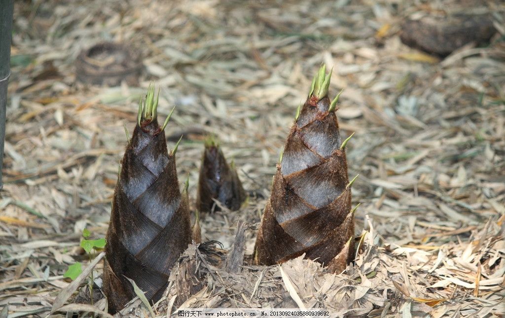 春分将至,燕儿归,食过春笋,方知春之味!赣南山区的春笋冒土了