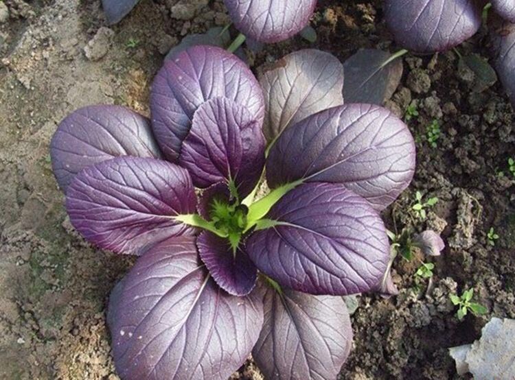 紫油菜怎么种?1个"小诀窍",叶片大长势喜人,一个月后可以吃