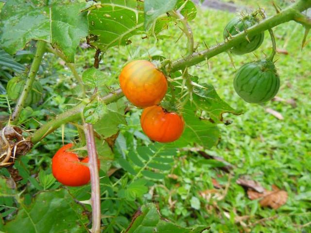 山里长出野生小西瓜,以前总当玩具,长大后才知道价值