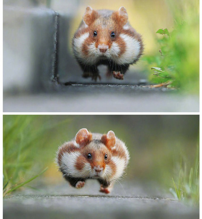 你见过这么可爱的鼠仔吗