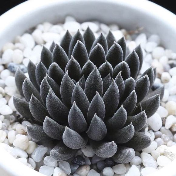 滇石莲易群生,侧头很多,繁殖建议砍头,滇石莲叶插很难成功.