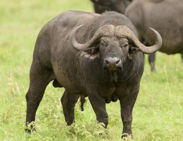 大爷遛"五彩牛"引起路人强势围观,路人高价求购,大爷断然拒绝