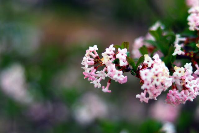 花开时节《生命花》