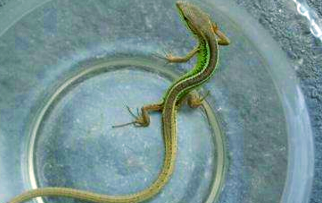 醒,说一会下雨会有泥石流,村子要淹没,是锁龙井里面青龙托梦告诉他的