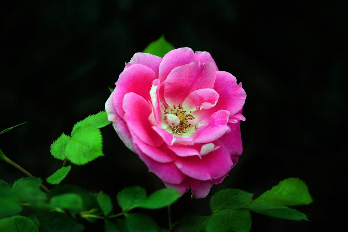 蔷薇花是我国常见的观赏类植物,蔷薇花在中国代表的是爱情!