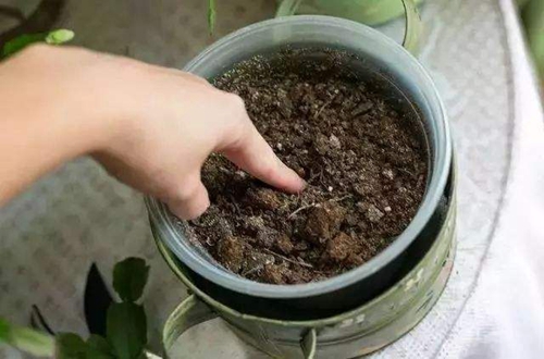 肥料可以用一整颗鸡蛋,鸡蛋黄或是鸡蛋壳,这些通通都可以作为花肥使用