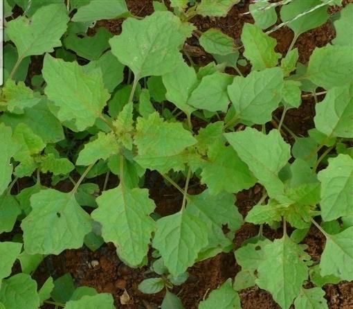 对千针苋你了解多少?我猜这些你不知道