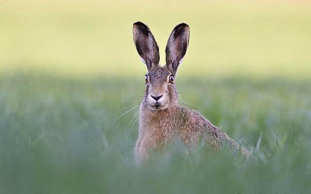 提高伊普吕仔兔成活率的几项措施