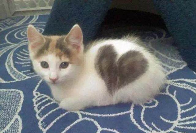 你见过猫咪身上各式各类的爱心吗?看了都要暖化了!