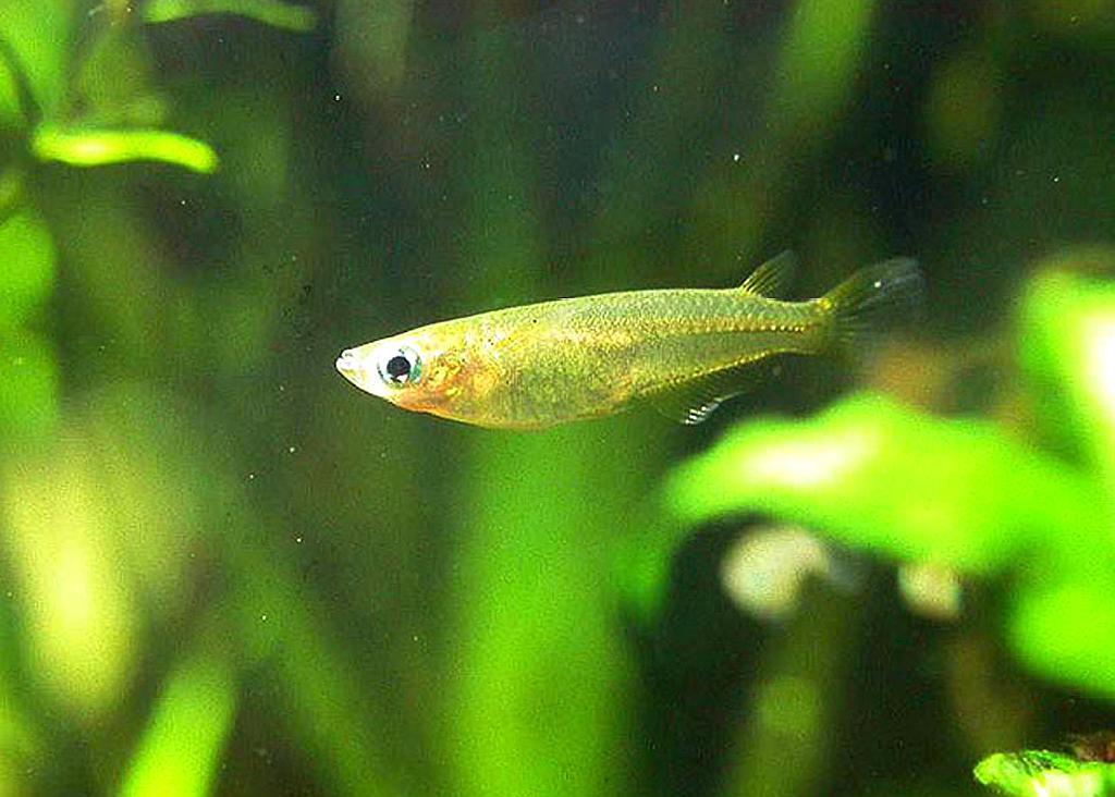 青鳉鱼饲养在哪更适合呢?非常有讲究,值得一看