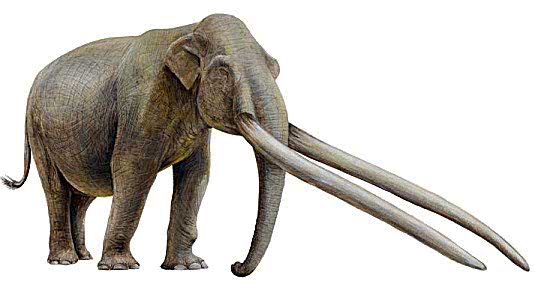 看到远古象的样子,顿时觉得现在的大象真好看