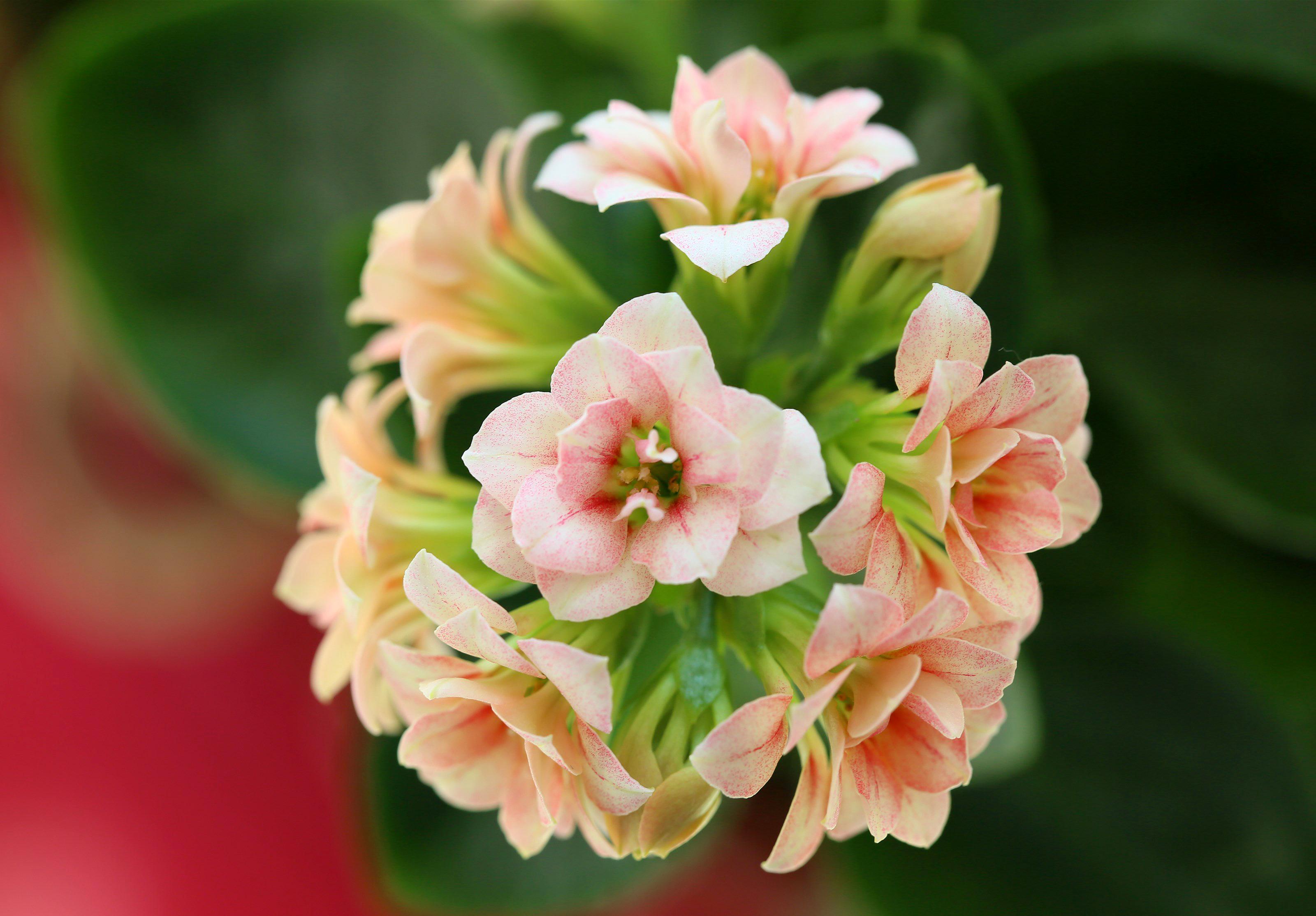 养花用它做肥料,让你的花开的更大更艳!