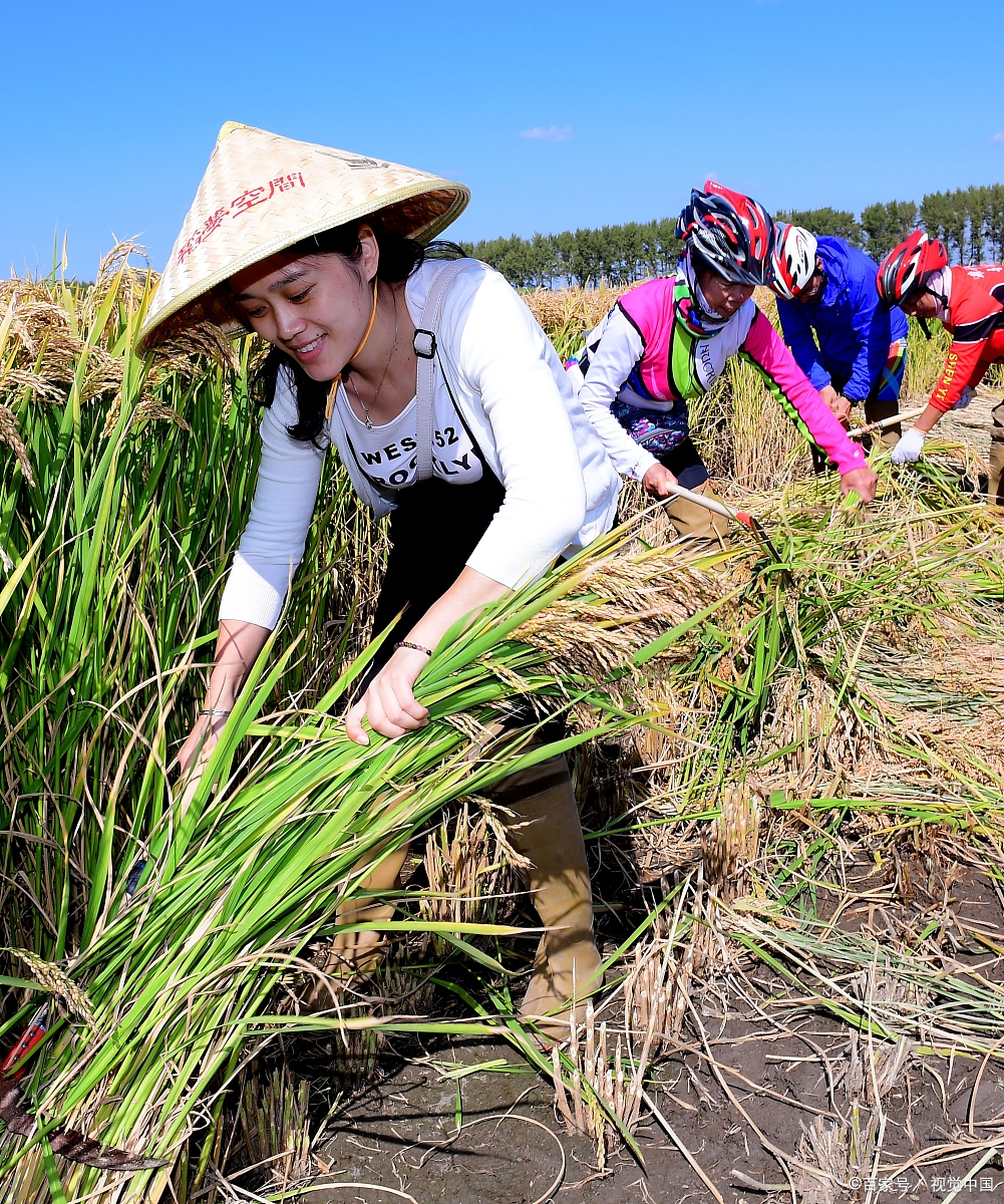 金风送稻香, 流淌的丰收喜悦, 一浪追逐一浪, 生命的脉动在秋分接受
