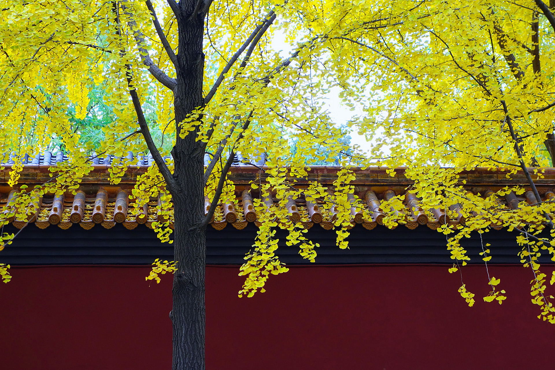 《赏秋》原创  寒林高树露凝霜,一片嫣红带橘黄.