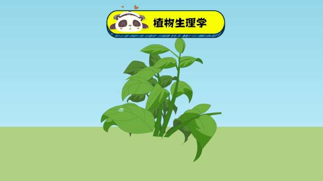 [图]植物生理学：认识植物物质代谢等规律的学科