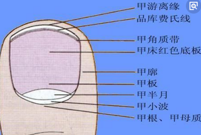 小指的活动最少,所以指甲的生长速度也最慢,一般小指很少出现月牙白.