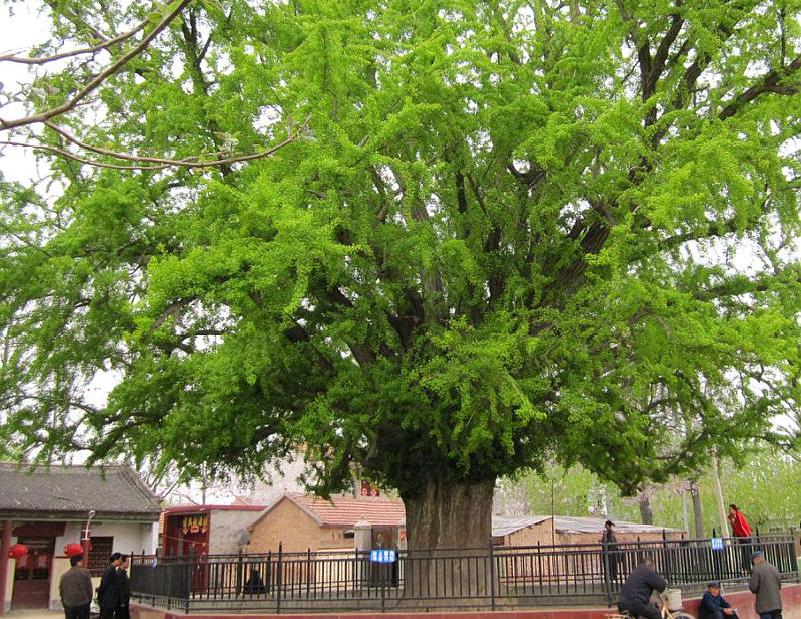 鹿邑刘秀手植白果树,此树在河南省鹿邑县东北9公里处,涡北镇孙营村之