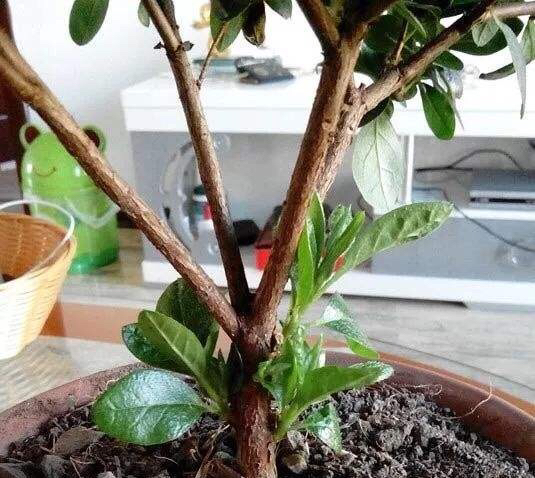 杜鹃花怎么修剪?这样一修剪,株型美观,不断萌芽,来年开花更多