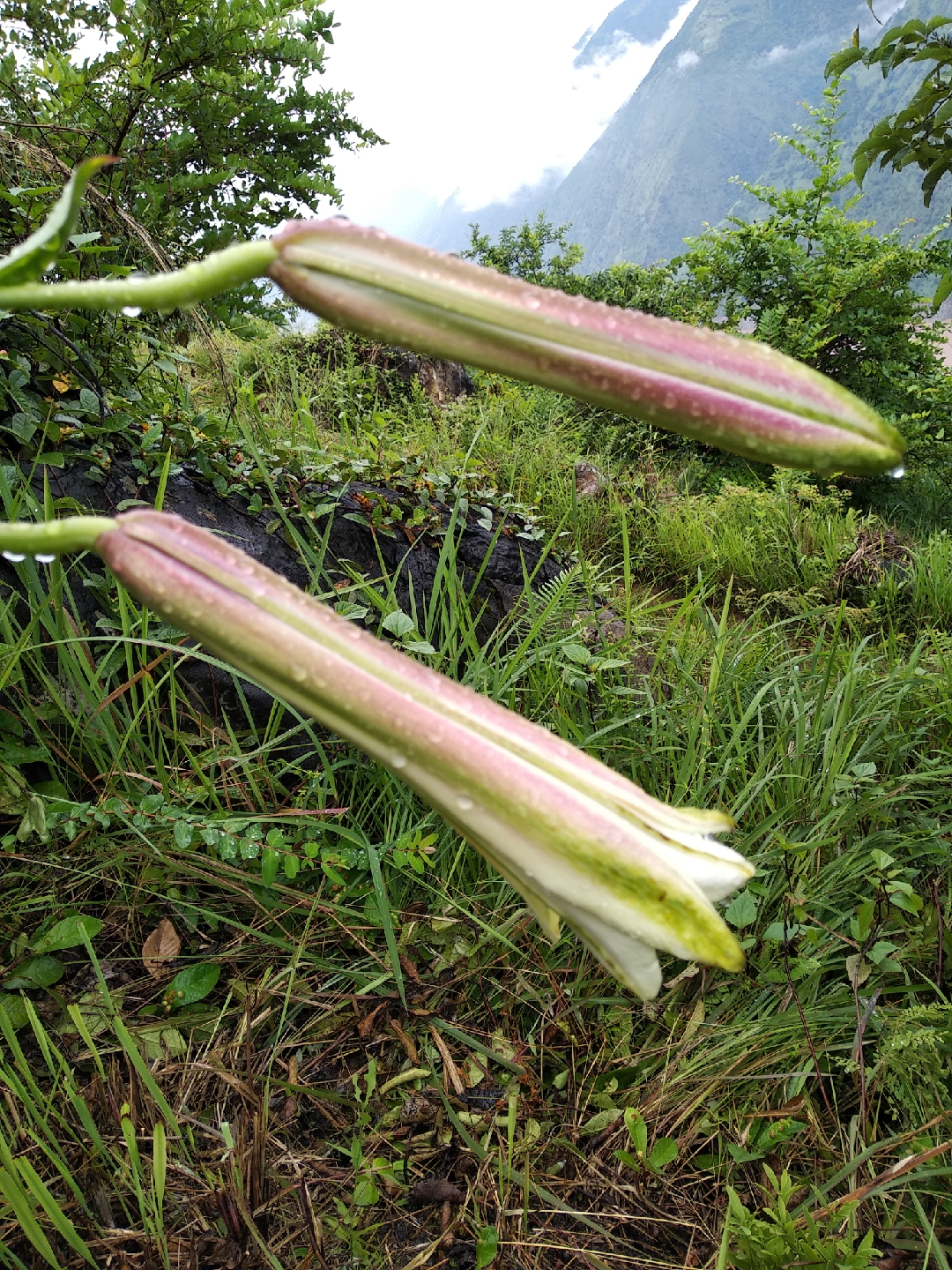 山上野百合图片